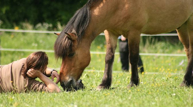 Pferde stärken oder Wie Pferde Menschen helfen